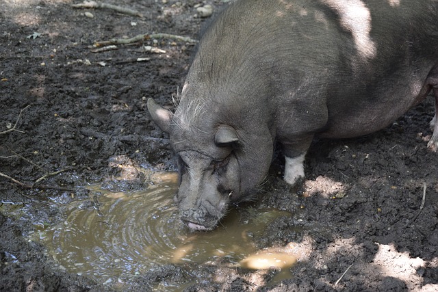 挪甲联赛与 挪甲联赛与