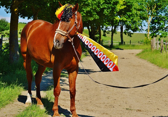 員內馬爾轉 員內馬爾轉